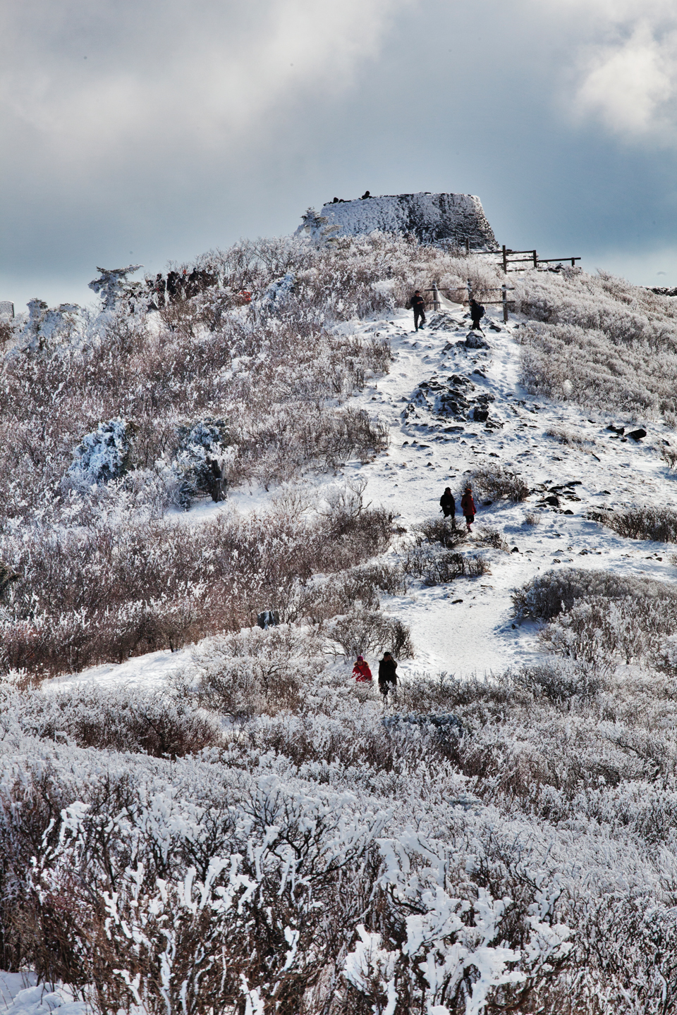 6. 태백(함백)산 - 적설량도 많은 태백산은 겨울 눈축제로 유명한 곳이다. 능선에 자라는 주목에 피는 눈꽃도 아름답다. 바로 옆 함백산도 설경이 좋은 명산이다.