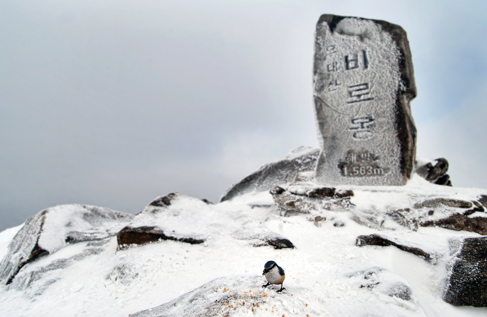 7. 오대산 비로봉 - 푸근한 산세를 자랑하는 전형적인 육산의 최고봉으로 겨울철 설경이 아름답다. 산으로 드는 길의 고찰 월정사와 고목의 아름다움이 조화롭다.