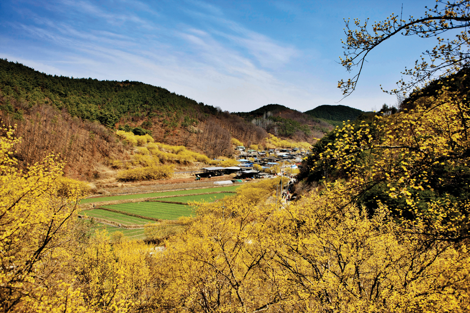 경북 의성군 사곡면 화전리 일대의 산수유 군락지. 제공 의성군