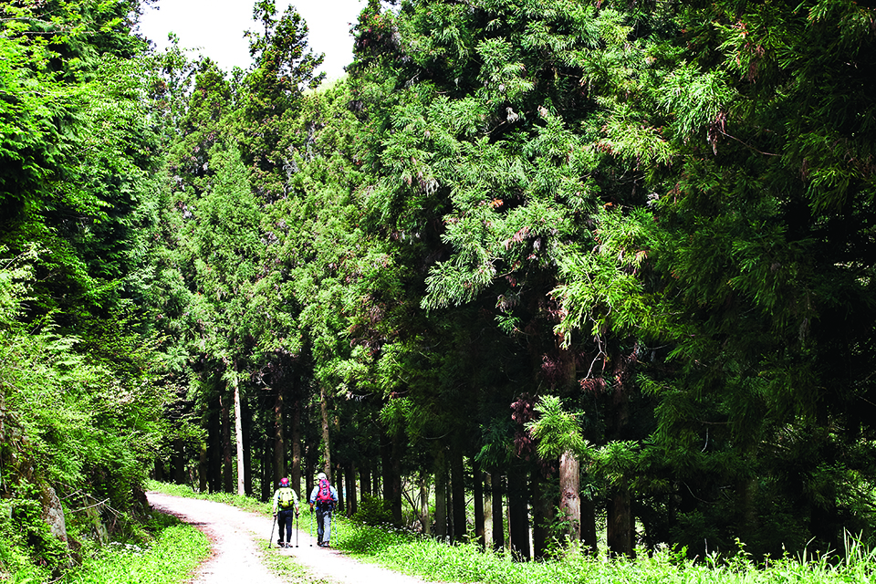 한적한 숲길이나 면역력을 키울 수 있는 숲이 좋은 산을 찾는 방문객이 늘고 있다.