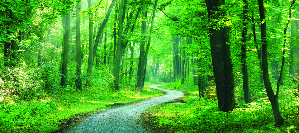숲에서 즐기는 산림욕으로 면역력을 높일 수 있다.