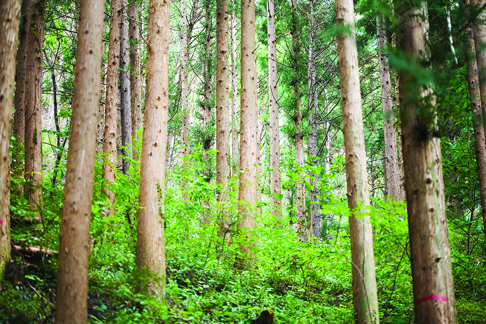 백운산자연휴양림의 신록이 가득한 숲.