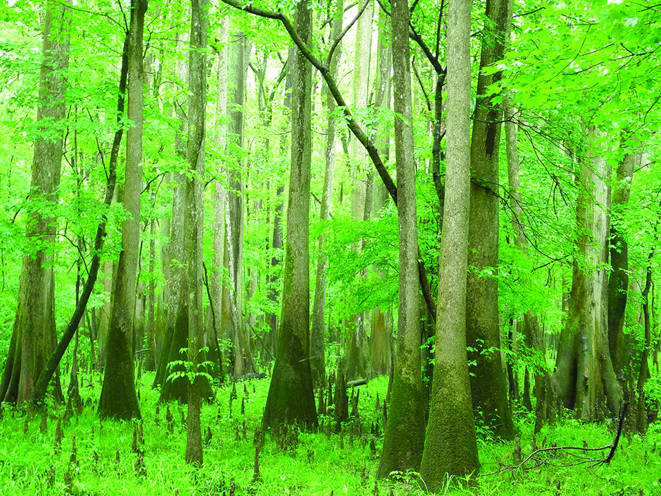 박종호 산림청장은 “숲은 인간이 돌아갈 곳”이라며 숲의 중요성에 대해서 항상 강조한다.
