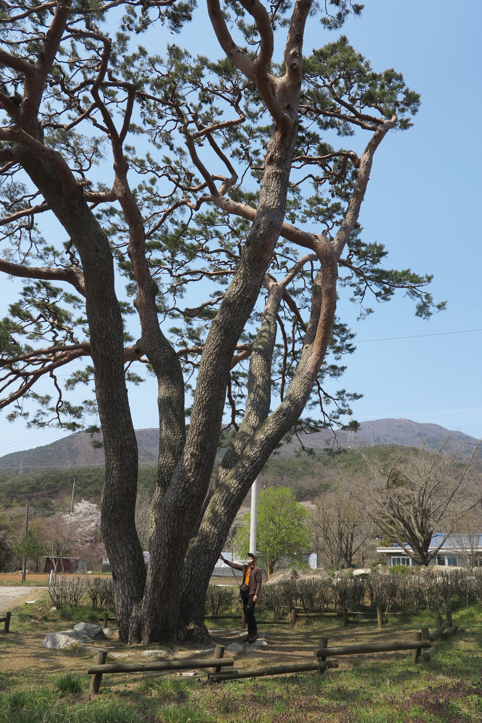 국립오서산자연휴양림 들머리인 장현 2리 시내버스 종점에 자리하고 있는 귀학송(충청남도 기념물 제 159호). 소나무 뒤 오른쪽으로 오서산 정상이 보인다.