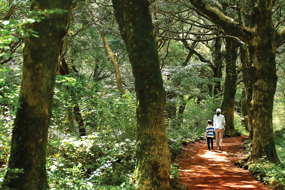울창하면서 이색적인 한라산 사려니숲길을 모자가 함께 걷고 있다. 사진 조선일보DB