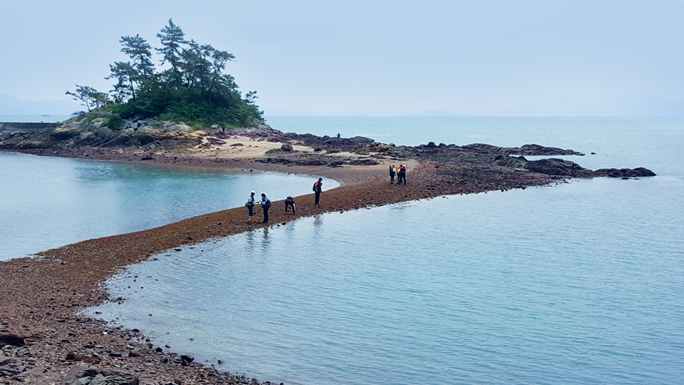 송여자도선착장에 있는 솔섬(동도)은 물이 빠지면 걸어서 건널 수 있다. 다슬기가 지천이다.