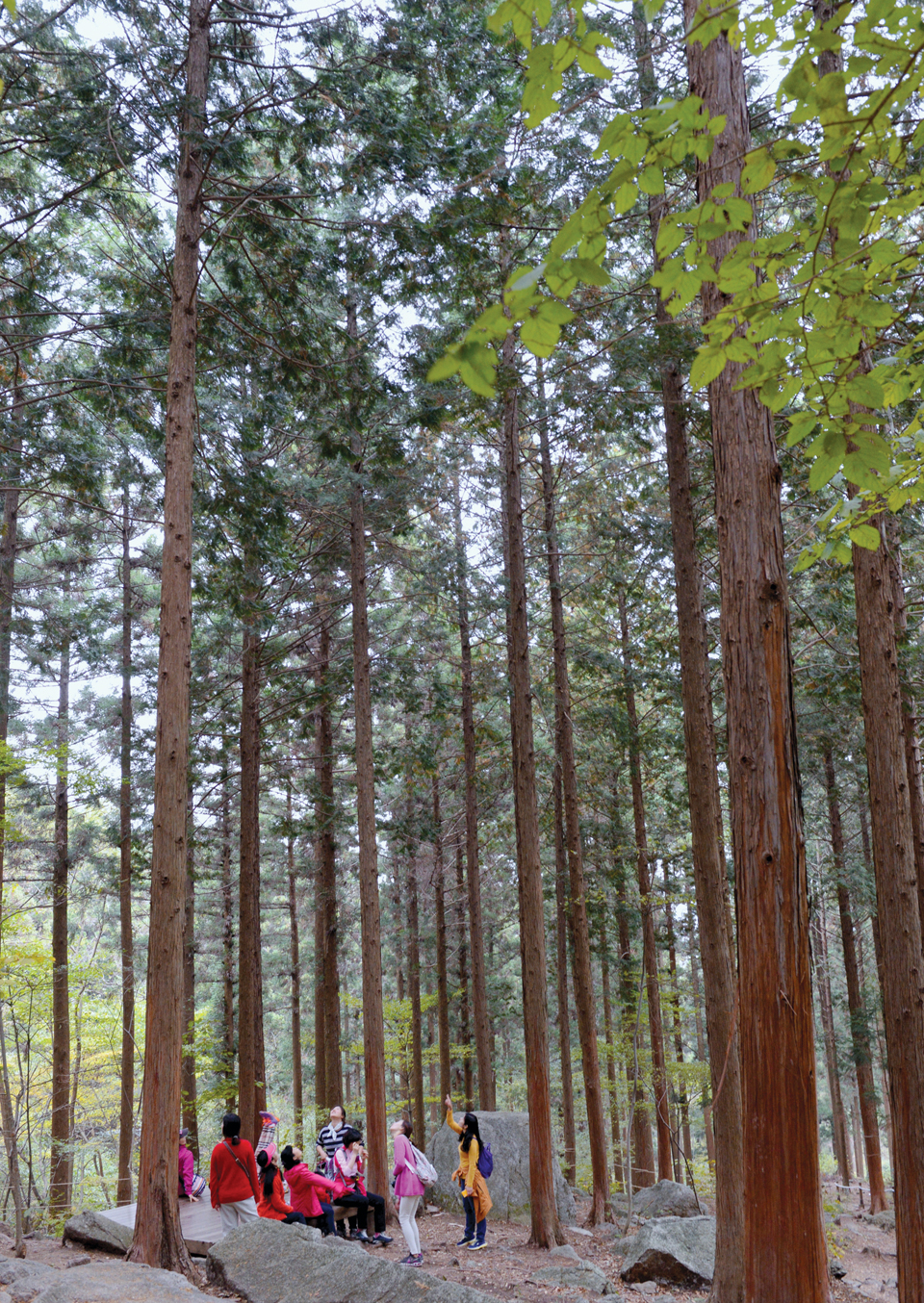 축령산 편백나무 숲 .