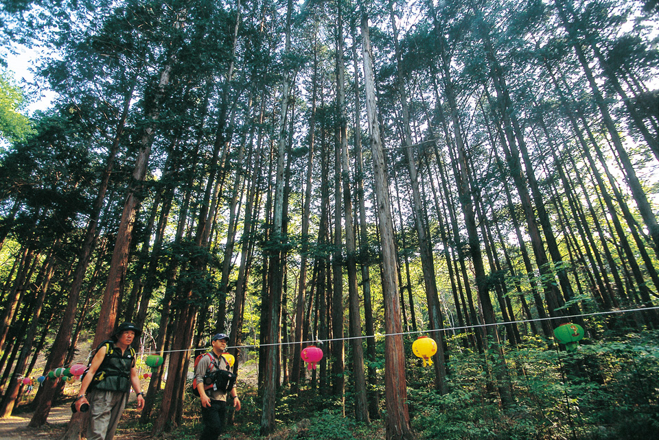 100년 수령의 거목 삼나무숲이 있는 외나로도 봉래산. 정상이 BAC 인증지점이다.