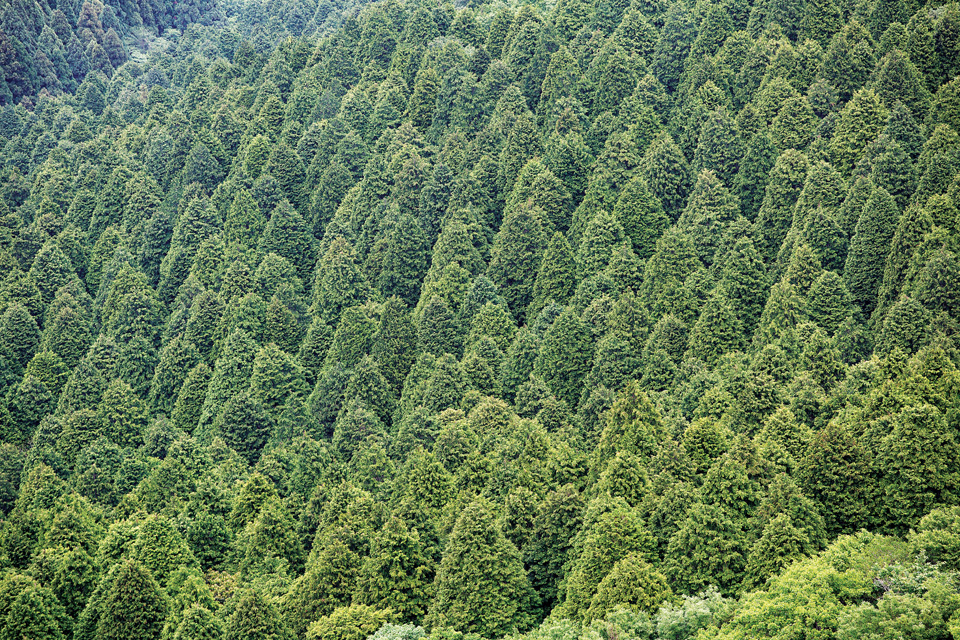 국내 최대의 삼나무숲이 있는 외나로도 봉래산.