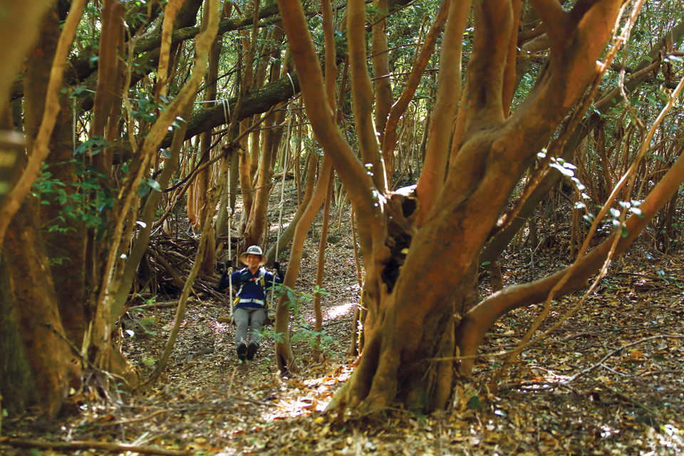 머체왓숲길 곳곳에는 간단한 숲놀이를 즐길 수 있는 기구들이 설치돼 있다.