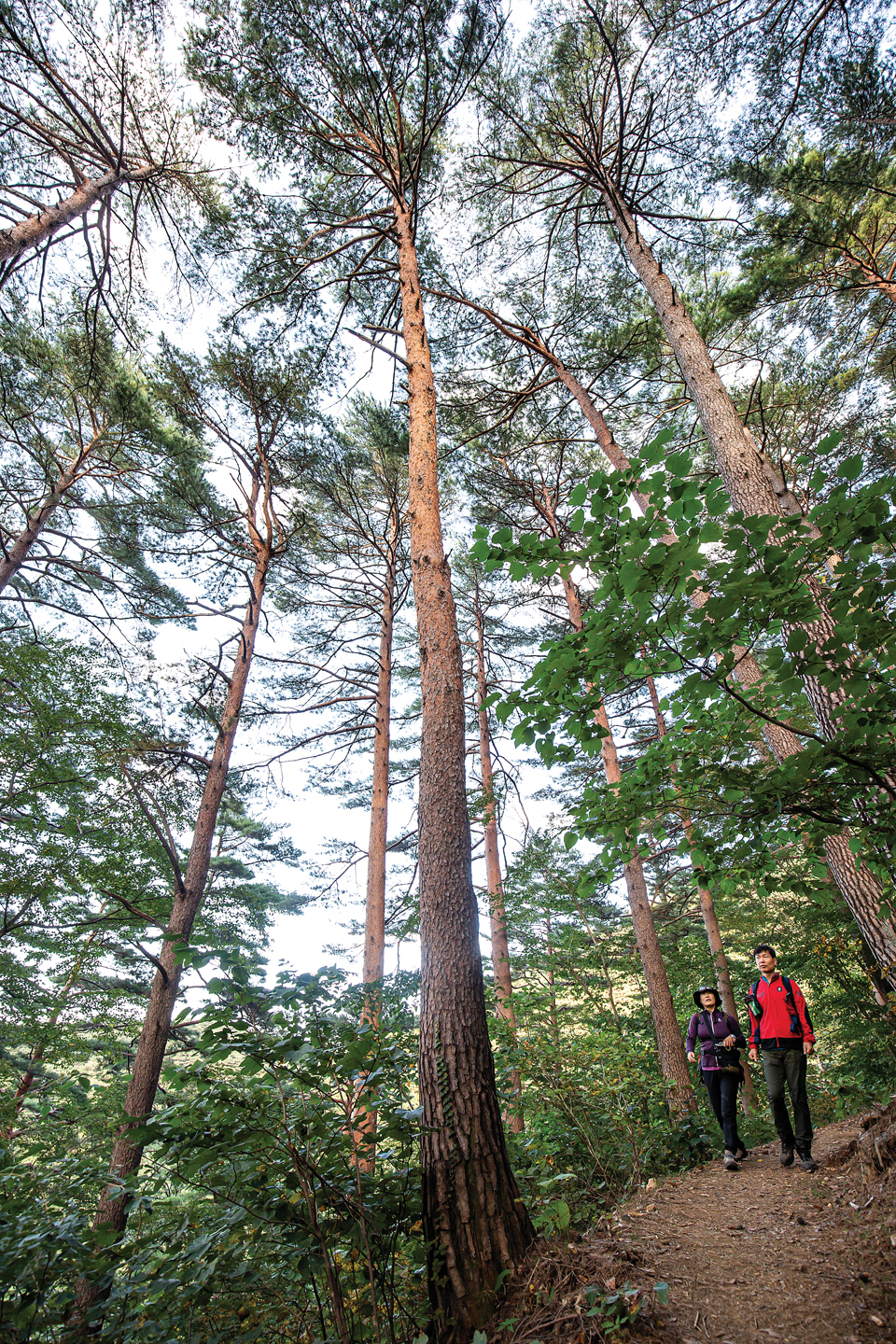 대관령 치유의숲 금강소나무숲은 걷기만 해도 힐링되는 좋은 숲길이다.
