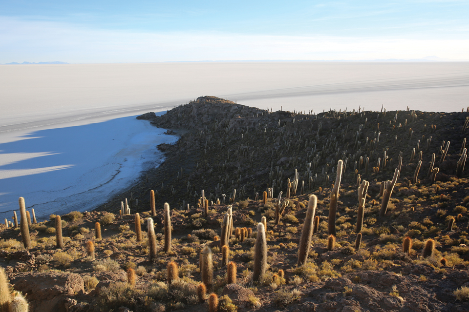 수만 그루의 선인장이 살고 있는 
우유니 소금사막의 잉카우아시섬.
