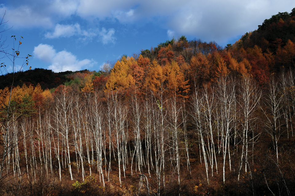 가을과 겨울이 섞여 있는, 초겨울의 숲.