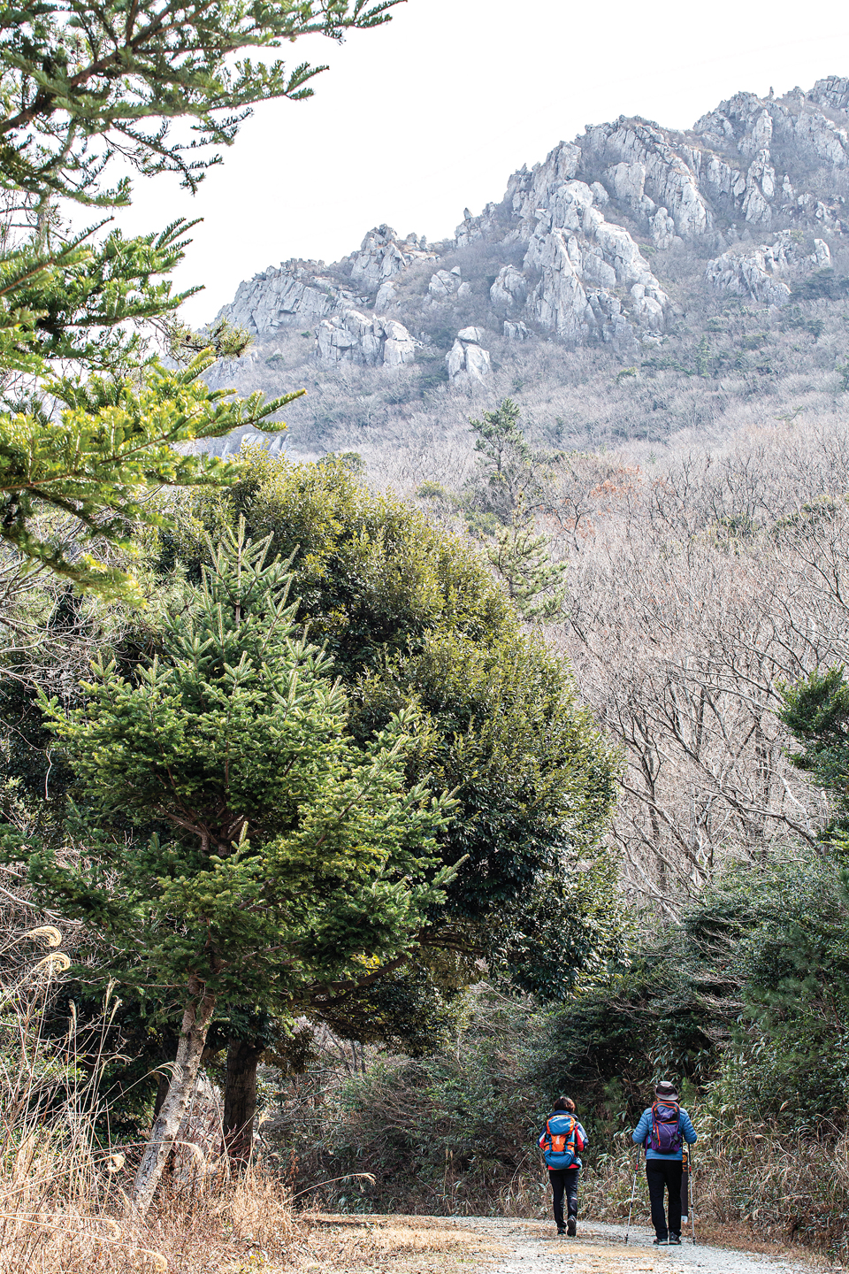 달마고도에서는 다양한 수종의 나무와 바위, 꽃들을 볼 수 있다.