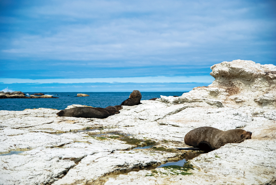 물개 서식지인 포인트킨 해변에서 물개들이 널브러져 일광욕을 즐기고 있다.