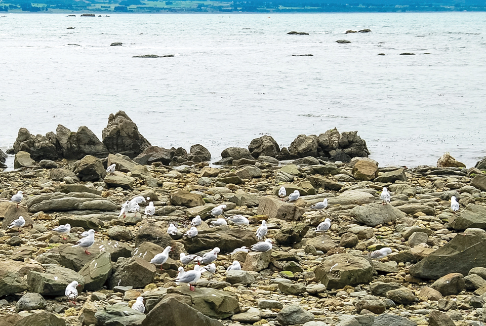 카이코라 해안에서 붉은 눈 갈매기들이 떼 지어 놀고 있다.