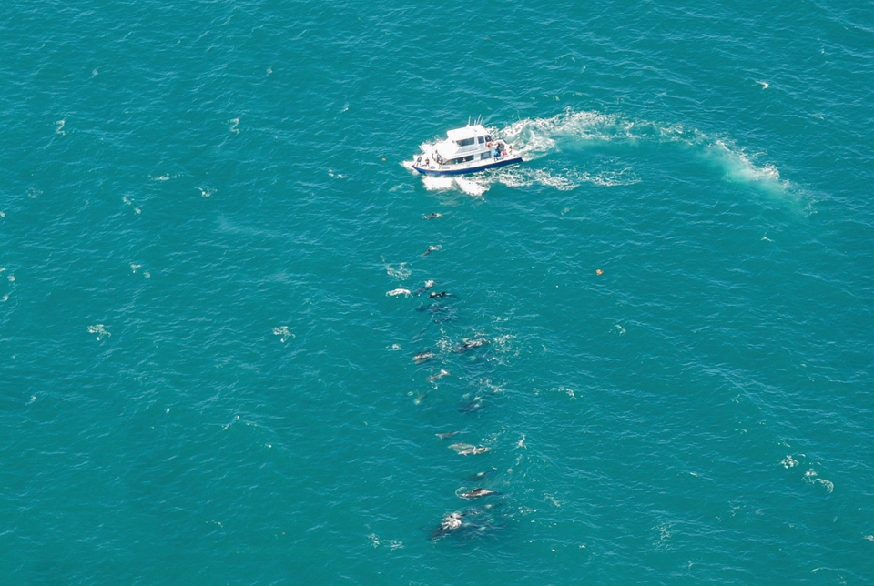 고래투어에 참가하면 태평양 한가운데서 고래들이 뛰노는 모습을 가까이서 관찰할 수 있다.