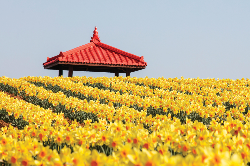 신안군 지도읍의 수선화 꽃밭. 매년 3월 말이면 200만 송이의 수선화가 장관을 이룬다. 올해는 랜선 축제로 열릴 예정.
