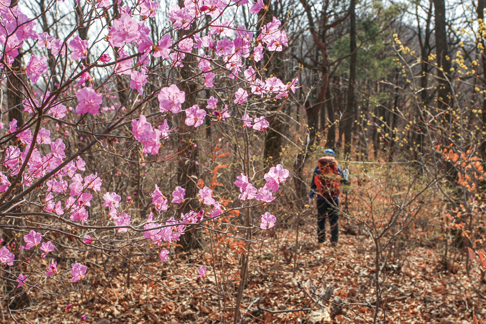 선의산의 묵은 산길에 진달래와 생강나무가 피운 꽃에서 봄의 향기가 전해진다.  