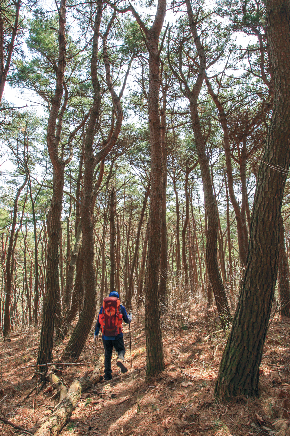 용각산으로 가는 능선 길은 아름드리 소나무 숲으로 호젓해서 좋다.