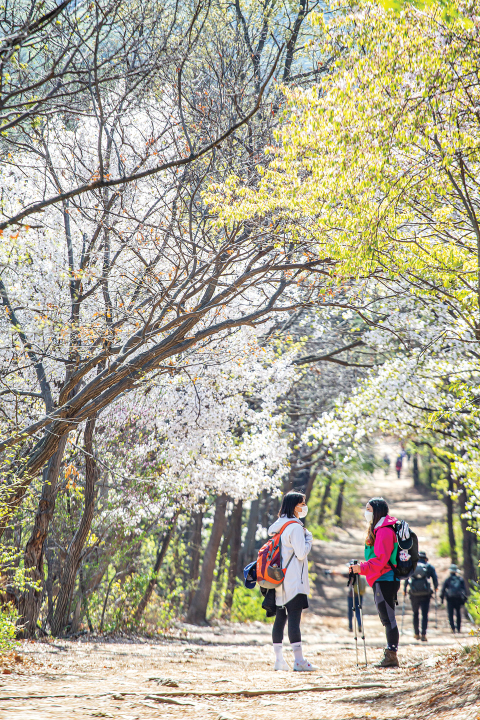 검단산 산행 초입엔 벚꽃과 진달래가 봄을 뽐내고 있었다. 