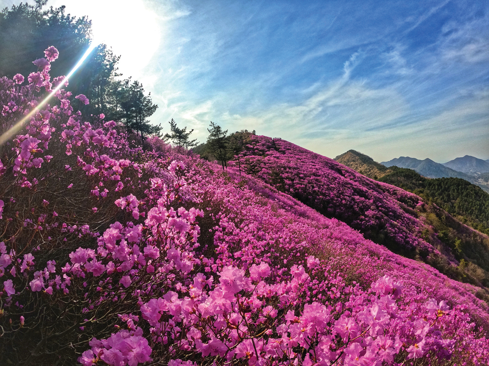 [낭만야영 : 창원 천주산] 핑크빛 쓰나미! < 테마산행 < 기사본문 - 월간산 [낭만야영 : 창원 천주산] 핑크빛 쓰나미!