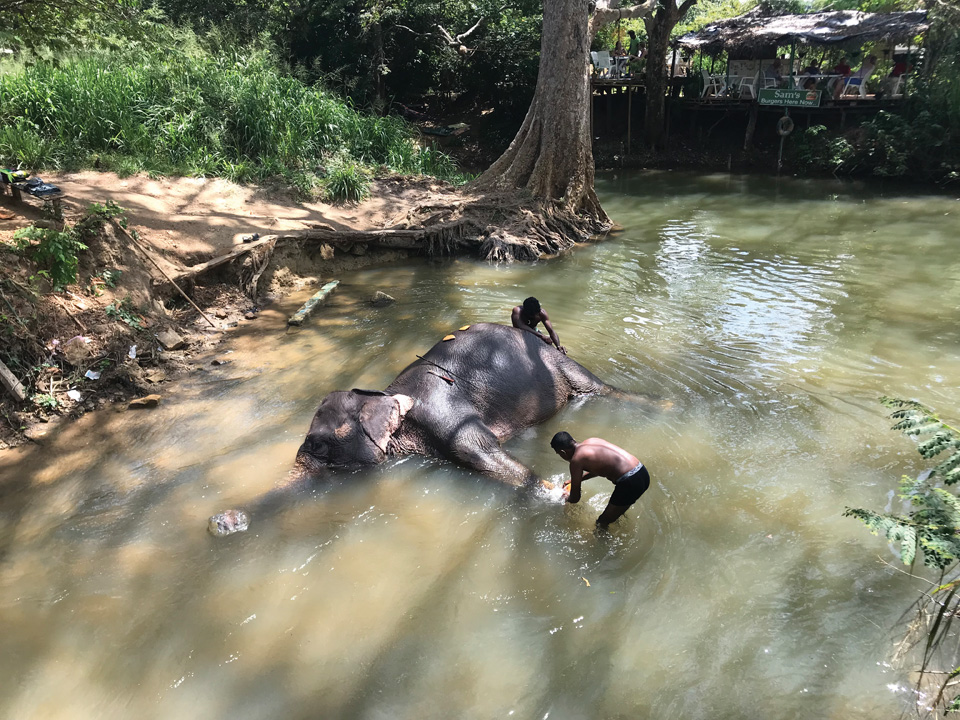 불교의 왕국 스리랑카에서 신성하게 여겨지는 코끼리들을 강가에서 목욕시키고 있다.  
