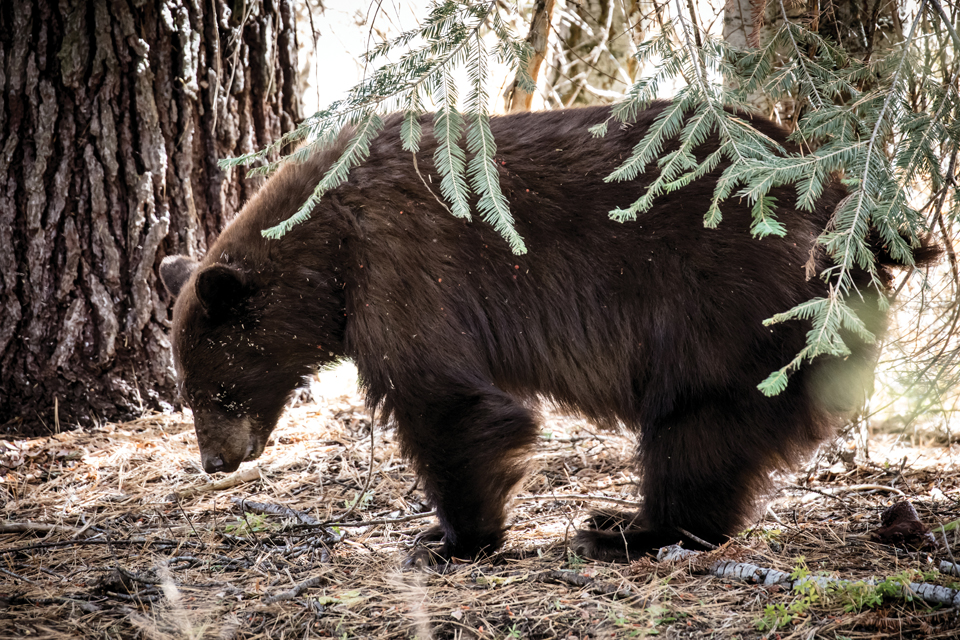 미국 전역에 서식하는 흑곰은 레드우드 공원에도 많이 서식한다. 온순한 편이라 그리 위협적이지 않다. 사진 셔터스톡 