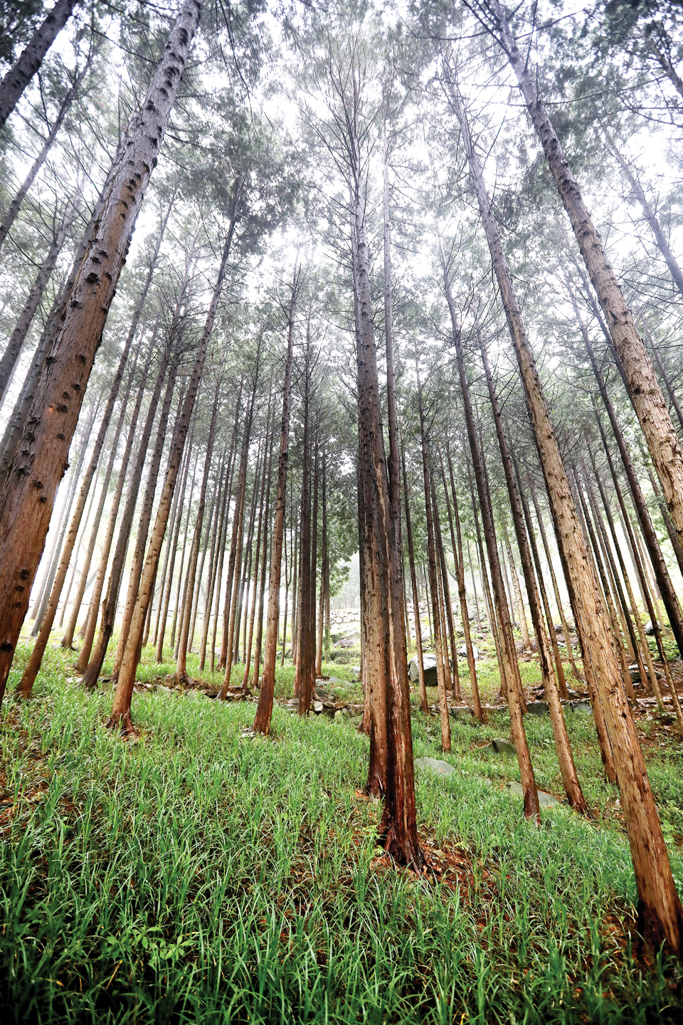 봉래산 산행의 최단거리 기점인 불로초공원 편백나무숲. 