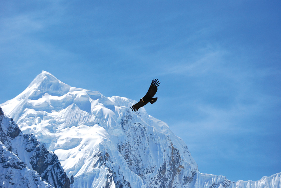 설산 위를 자유롭게 날고 있는 독수리. 고산의 안데스에서는 자주 볼 수 있다.