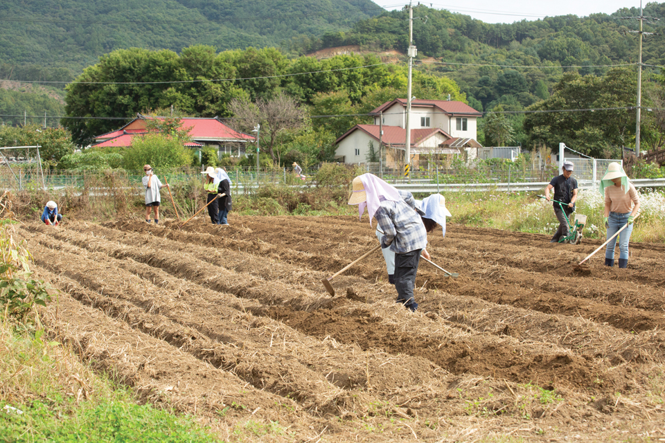 청년 우프 토종농사공동체의 우퍼들이 밭에서 잡초를 정리하고 고랑을 내고 있다.