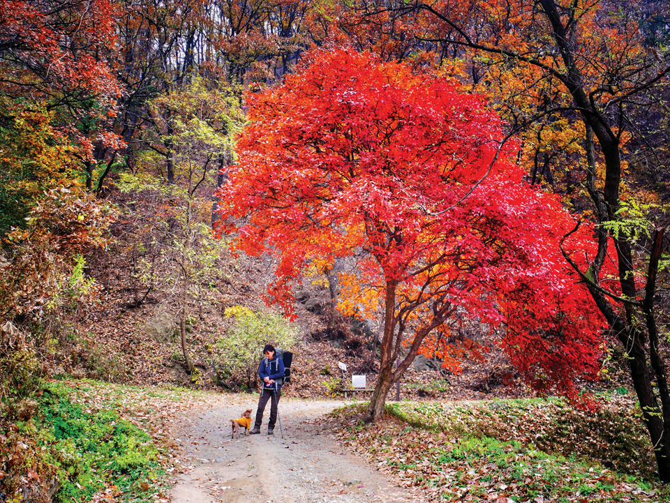 ‘걷고싶은 둘레길’의 빨간 단풍나무 아래에서 김정미씨가 애견과 휴식을 취하고 있다.