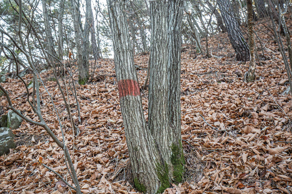 개인사유지를 알리기 위해 나무에 빨간색 표시선이 그어져 있다.