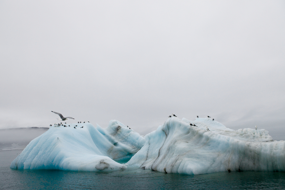 빙산 위의 바닷새들. 이들의 보금자리도 갈수록 위협받고 있다.