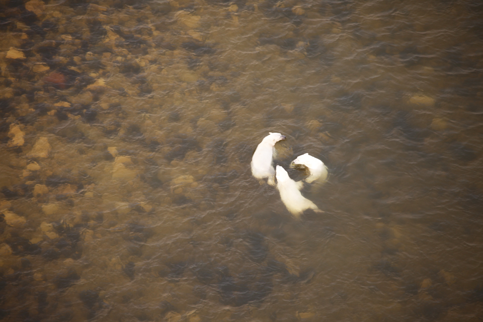 해수욕하는 북극곰 가족.