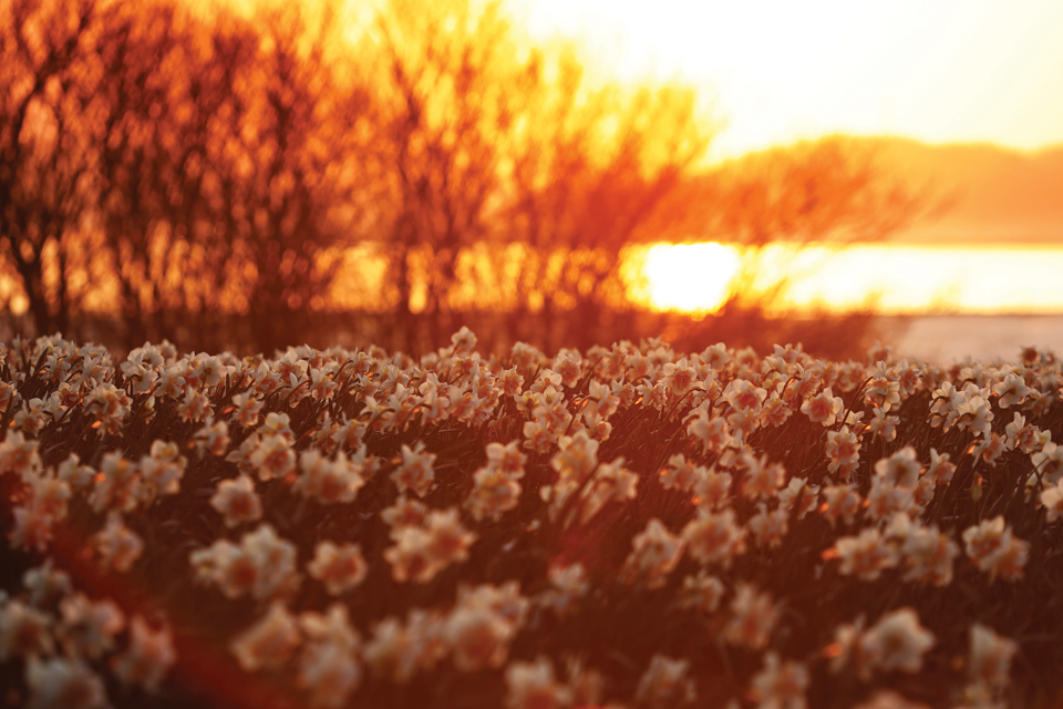 해가 돋을 무렵의 수선화 꽃밭.