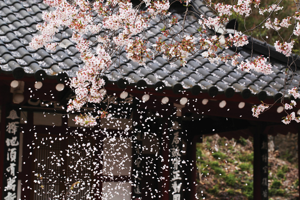 봄바람에 흩날리는 벚꽃을 보며 수많은 시인묵객들은 인생의 덧없음을 노래했다. 구례 섬진강. 사진 이원규 시인
