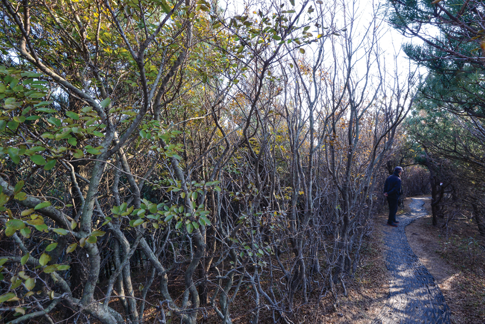 다랑쉬오름 남쪽 능선에서 무리지어 사는 소사나무. 