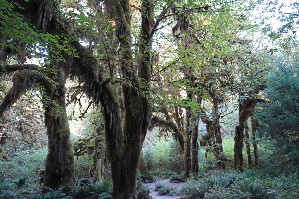 울창한 숲이 녹색 그늘을 만들어서 삼림욕하면서 걷기 좋은 솔덕 폭포 트레킹.