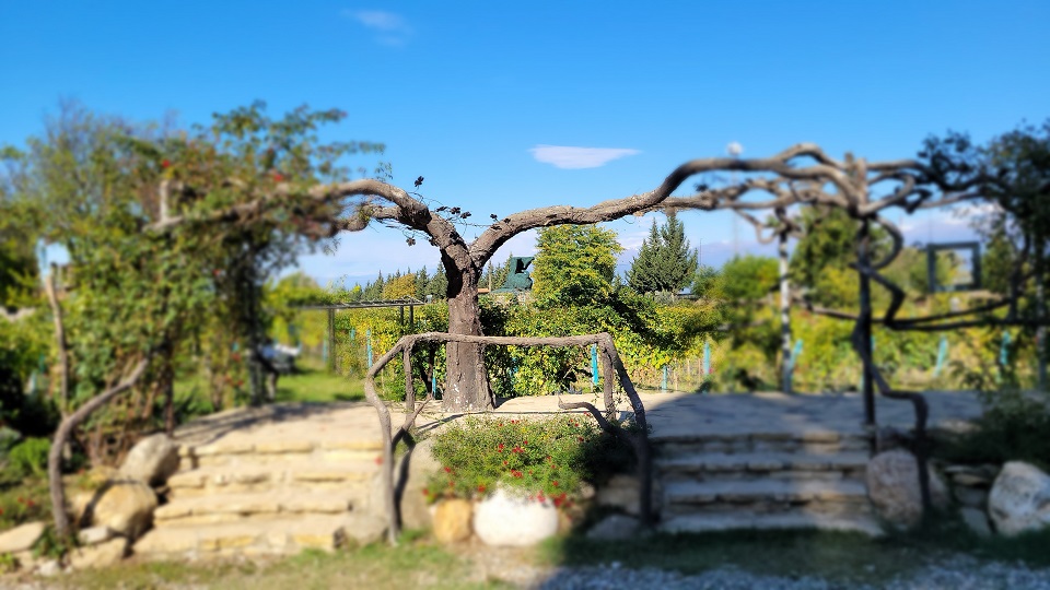 300년 이상된 포도나무