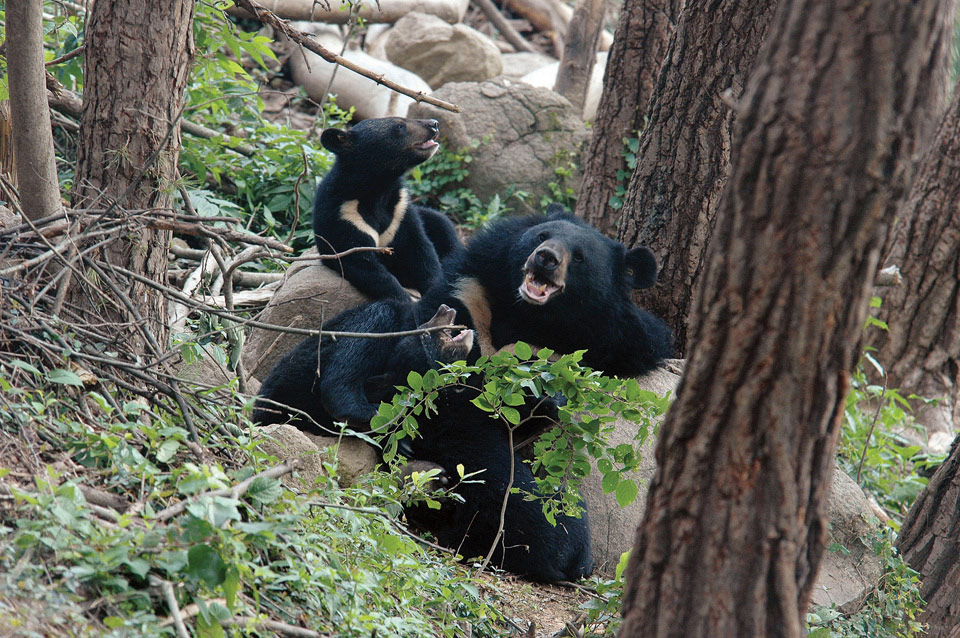 새끼와 같이 있는 어미 반달곰을 자극하는 행동을 할 경우 반달곰이 공격적인 행동을 취할 확률이 매우 높다.