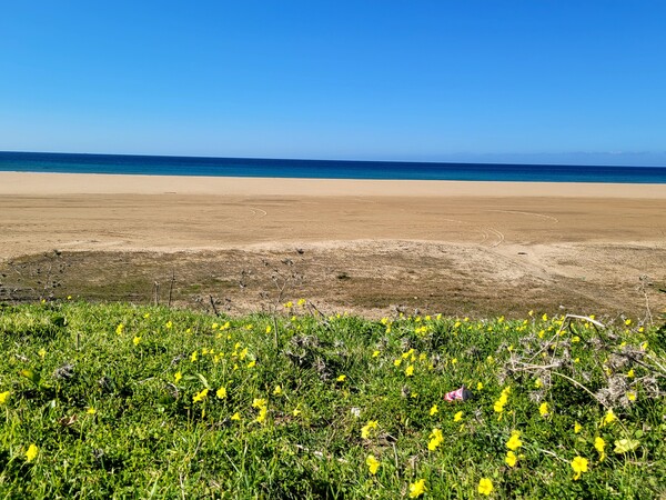 모로코 해변가 근처의 노란색 꽃밭,한 겨울인데도 꽃이 만발하다