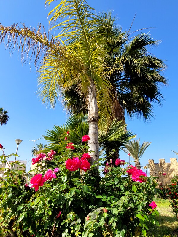 사피 국립 도자기 박물관의 정원,빨간꽃이 예쁘게 피어 있다