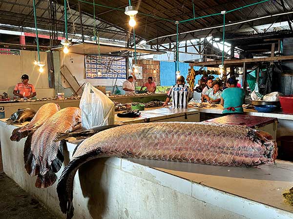 아마존 어시장에서 판매되는 물고기들의 크기가 범상치 않다.