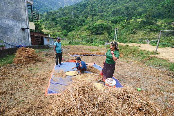 콩 타작을 하는 네팔리 가족.