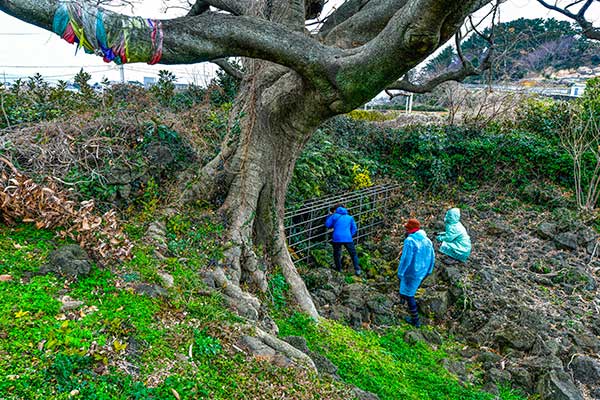 궤네깃당과 궤네기굴. 살아 있는 돼지를 잡아 돗제를 지내던 곳이다.